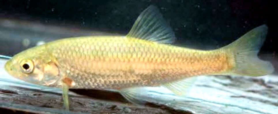 Squalius pyrenaicus_04.jpg